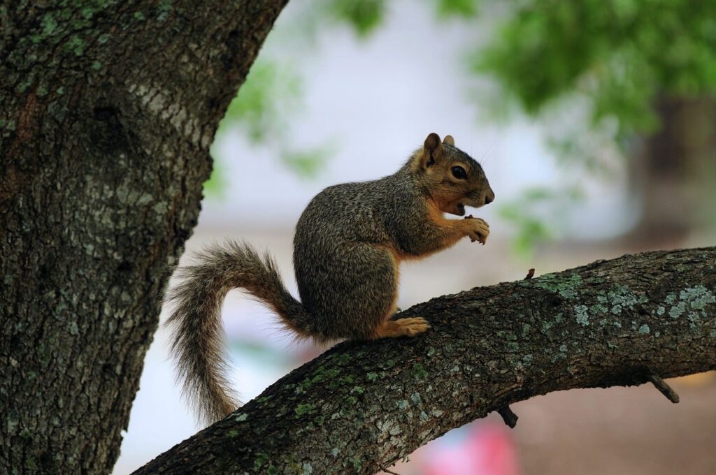 squirrel, animal, nature, rodent, wildlife, tree, branch, cute, red fur, green, west, wild animals, natural environment, light, backlighting, photo enhancement, texture, close-up, park, wilderness