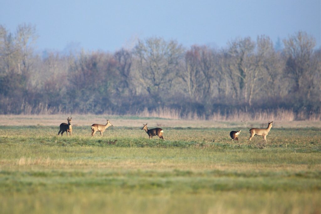 A herd of roe deer peacefully grazing in the Pays de la Loire countryside.