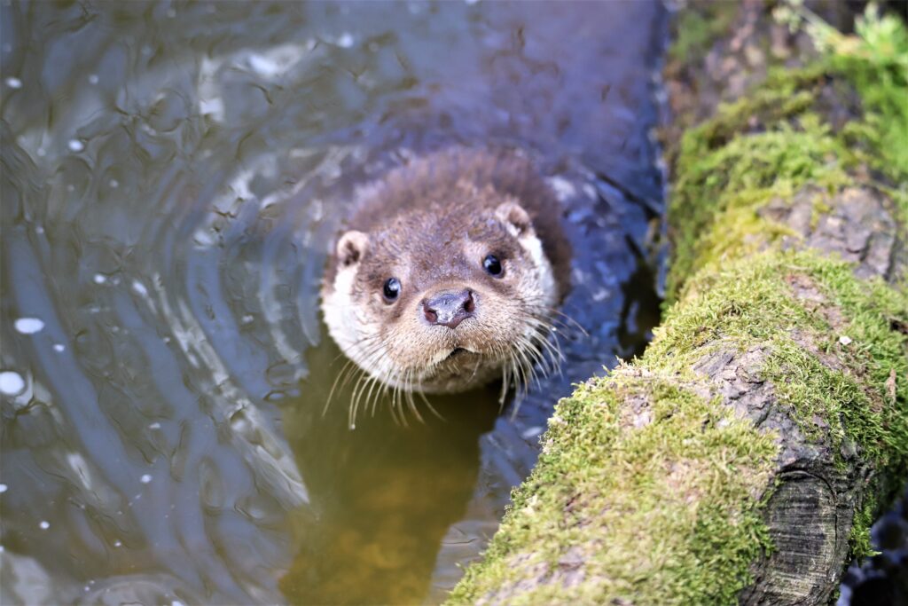 Close-up of a curious Eurasian otter peeking from the water, surrounded by mossy logs.