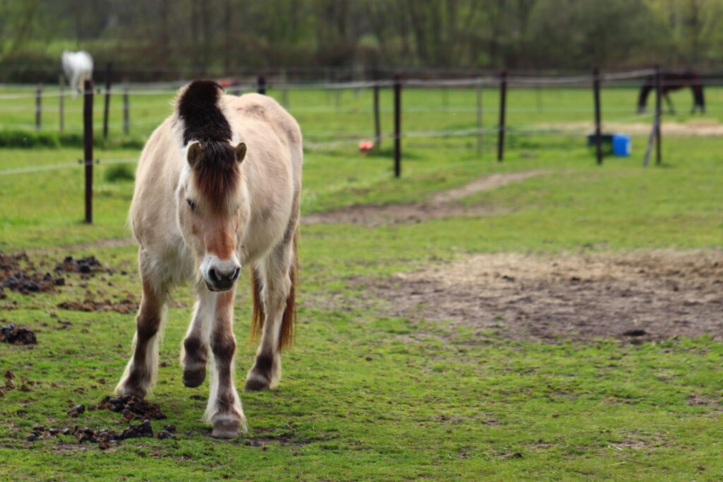 A Przewalski