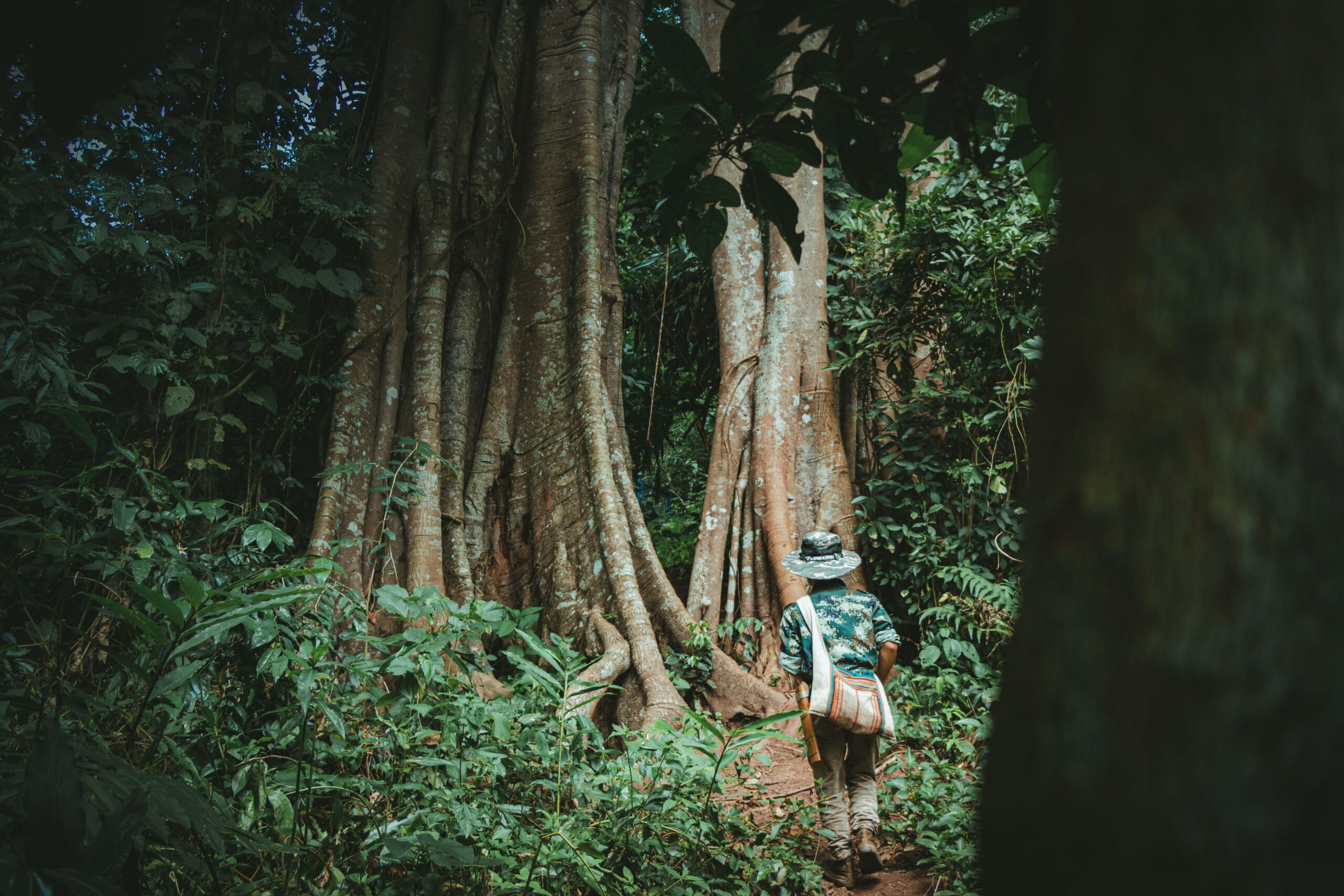 A traveler walking through a lush forest with tall trees, wearing a hat and shoulder bag.