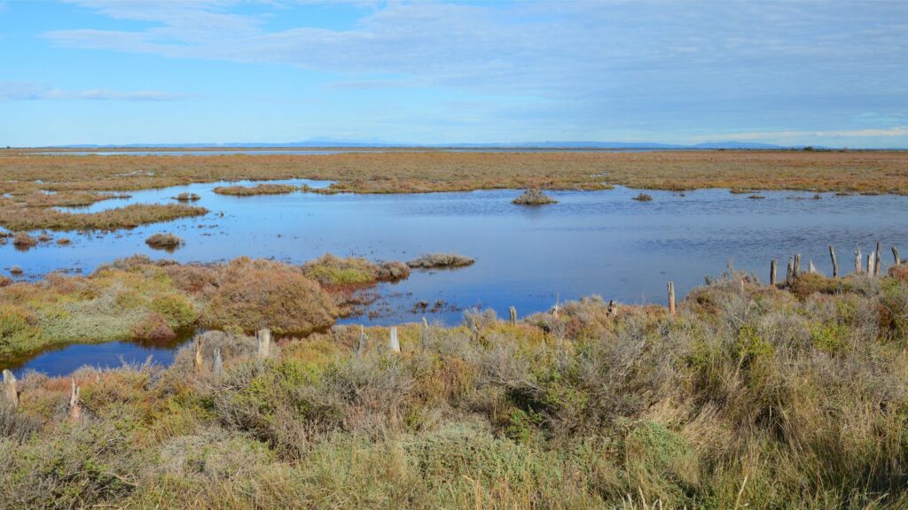 Expansive view of a tranquil wetland under a bright blue sky.