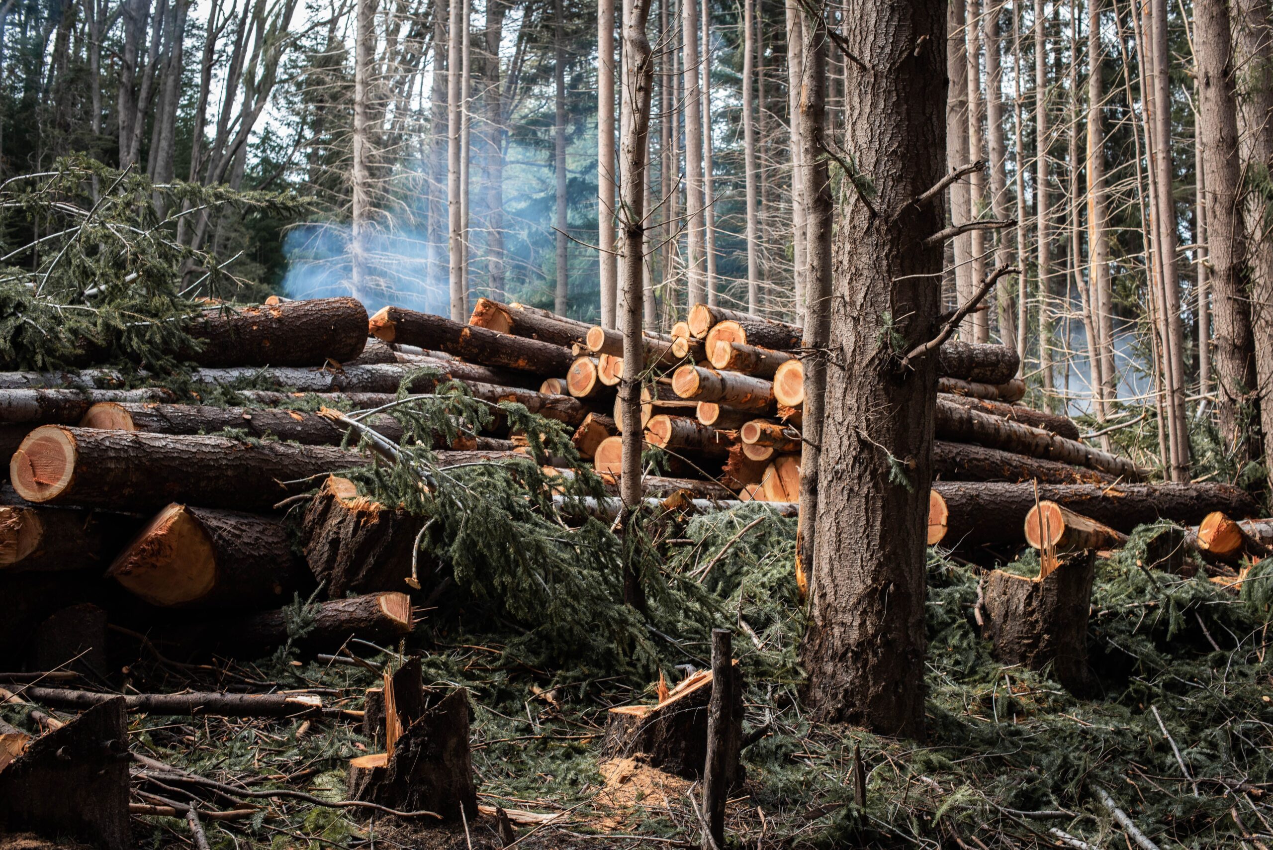 Pile of cut logs in a forested area during winter in Villa La Angostura, Argentina.