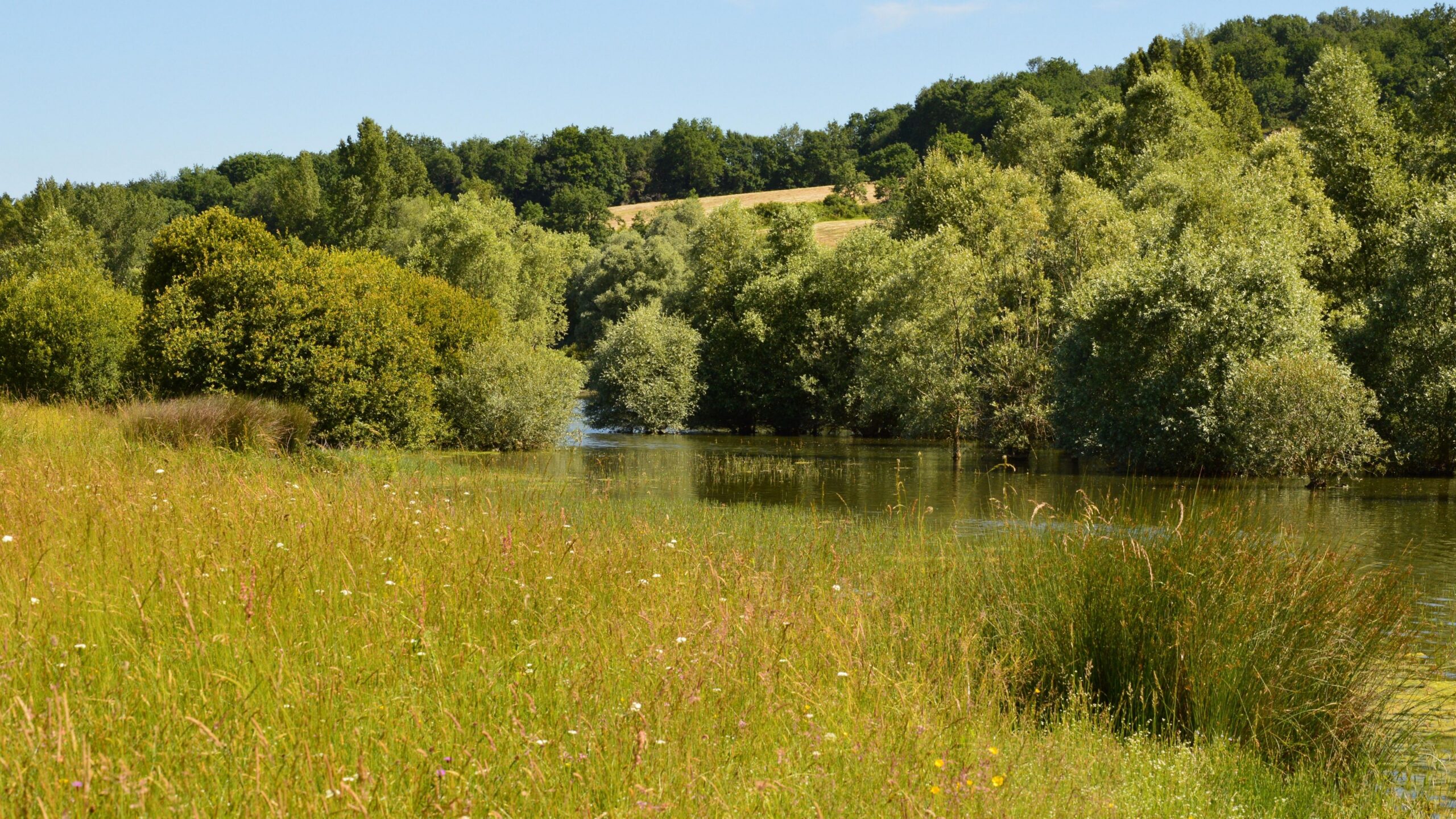 Explore a tranquil countryside scene with vibrant greenery and a peaceful river flowing through the forest.