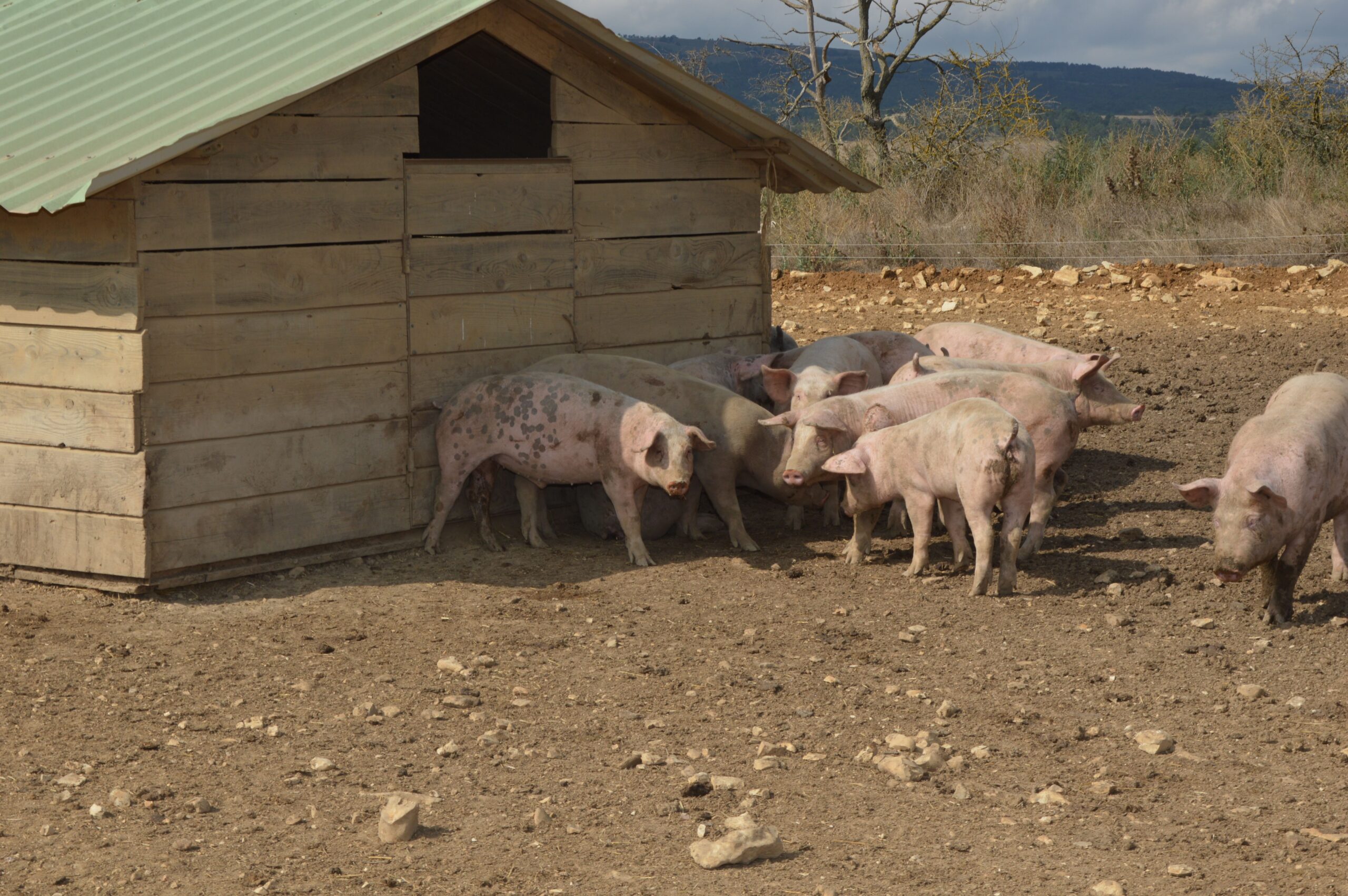 A group of pigs standing outside a wooden shed on a rural farm.