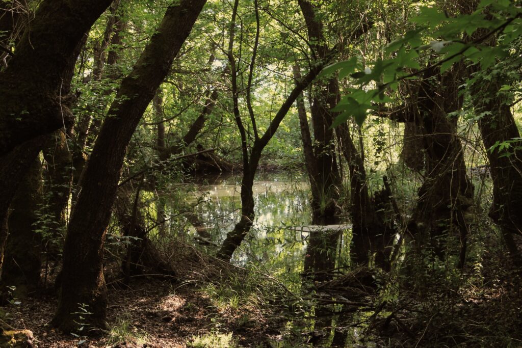 Tranquil scene of a sunlit forest wetland with reflective water and dense foliage.