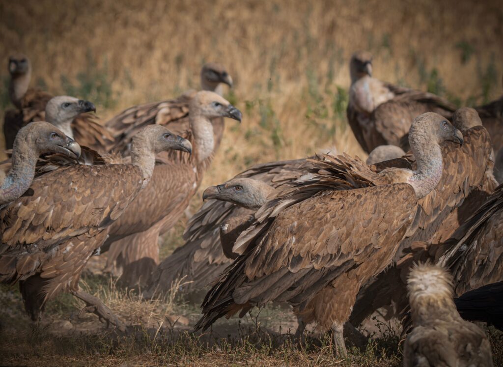 Close-up of vultures gathering in a field, showcasing wildlife behavior in their natural habitat.