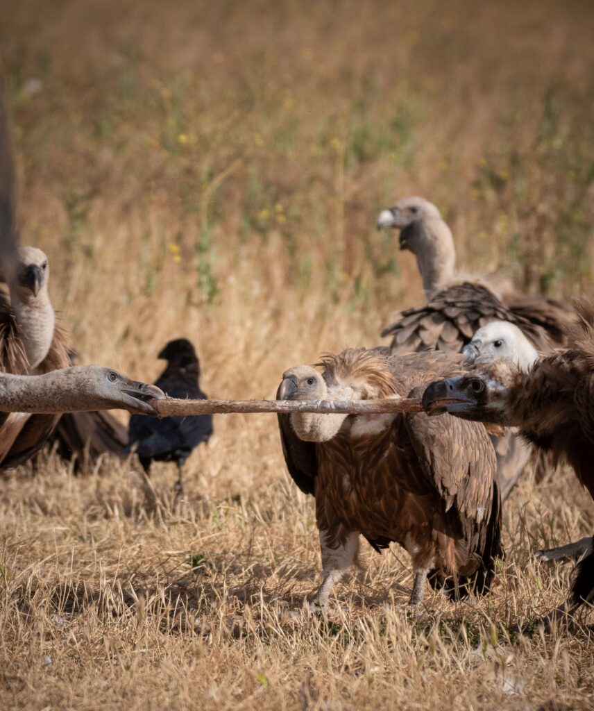 Vultures in a field fiercely tug at a piece of meat, showcasing wildlife behavior.