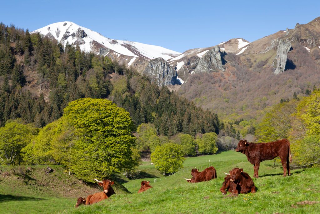 Cows grazing in a serene green valley with snowcapped mountains in Le Mont-Dore, France.