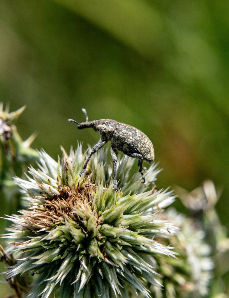 Detailed shot of a weevil on a spiky flower outdoors in Tbilisi, showcasing its natural habitat.