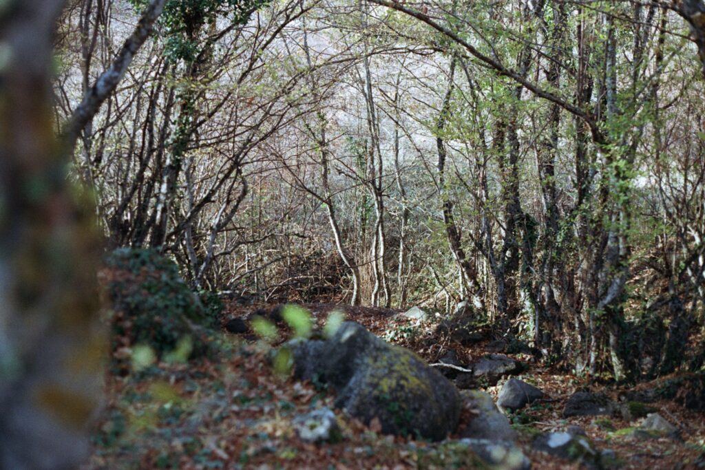 Tranquil forest scene with deciduous trees and rocks on a spring day.