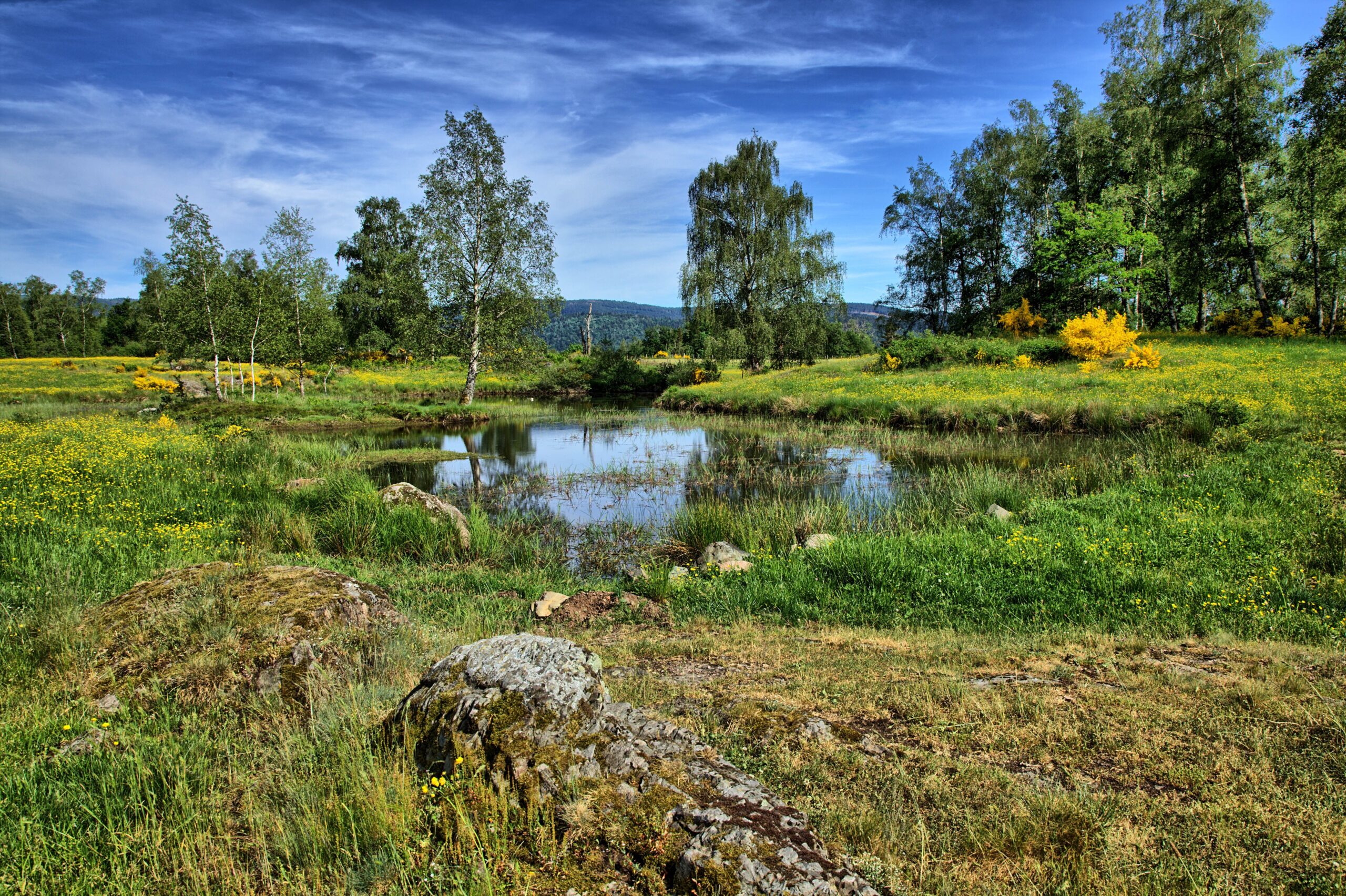 Scenic view of a tranquil pond surrounded by lush greenery in Le Thillot, Grand Est, France.