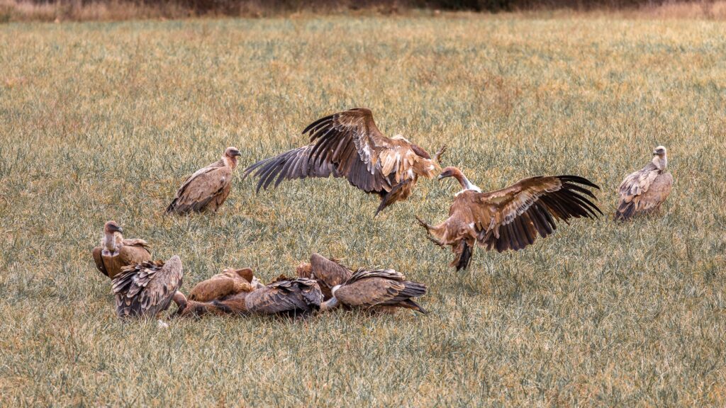 Flock of vultures scavenging in a grassy field, showcasing wildlife behavior.