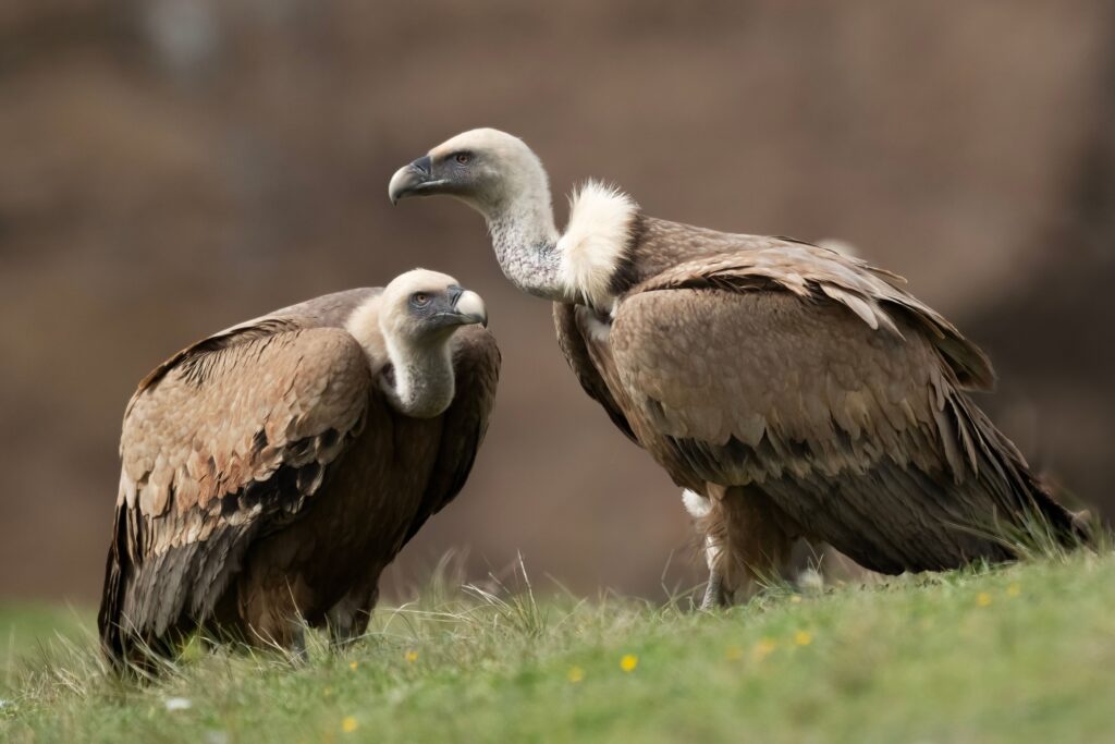 Two Griffon Vultures (Gyps fulvus) captured in their natural habitat, showcasing wildlife beauty.
