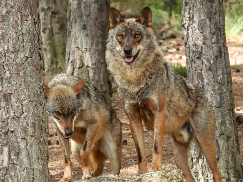 A pair of wolves standing amidst trees in a dense forest, showcasing wildlife behavior.