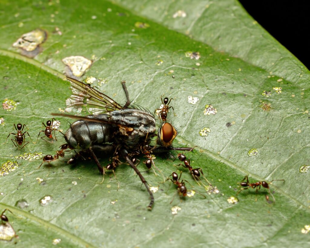 Intricate macro shot of ants scavenging a fly on a leaf. Nature