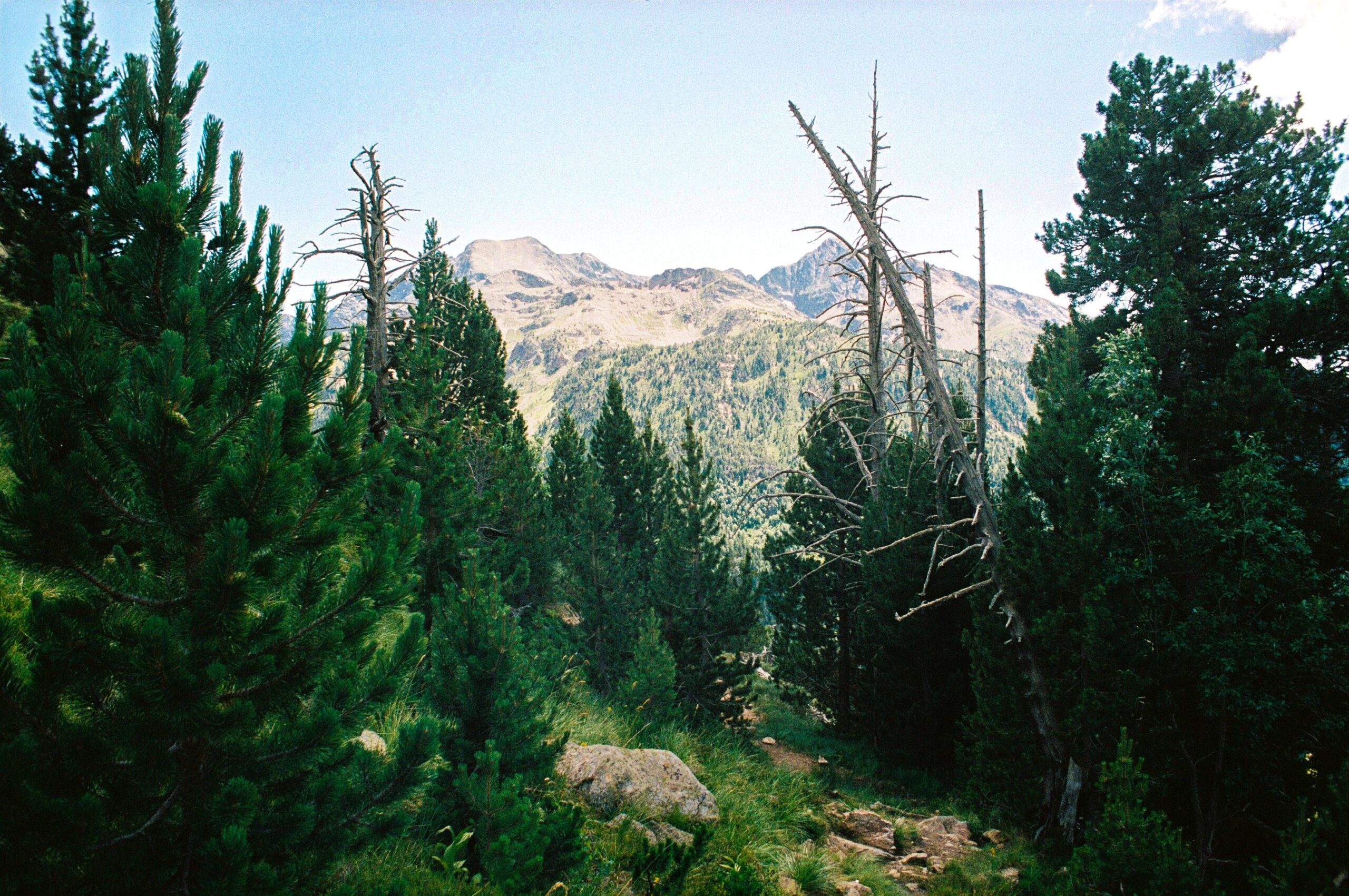 Beautiful forest and mountains in Catalonia, perfect for nature lovers.