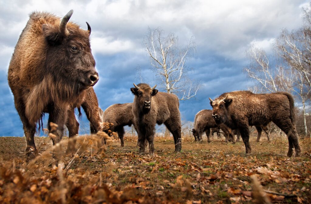 A herd of European bisons grazing on a grassland under a cloudy sky in Slovakia.