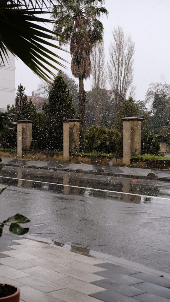A quiet street with snowfall, palm tree, and wintery urban landscape.