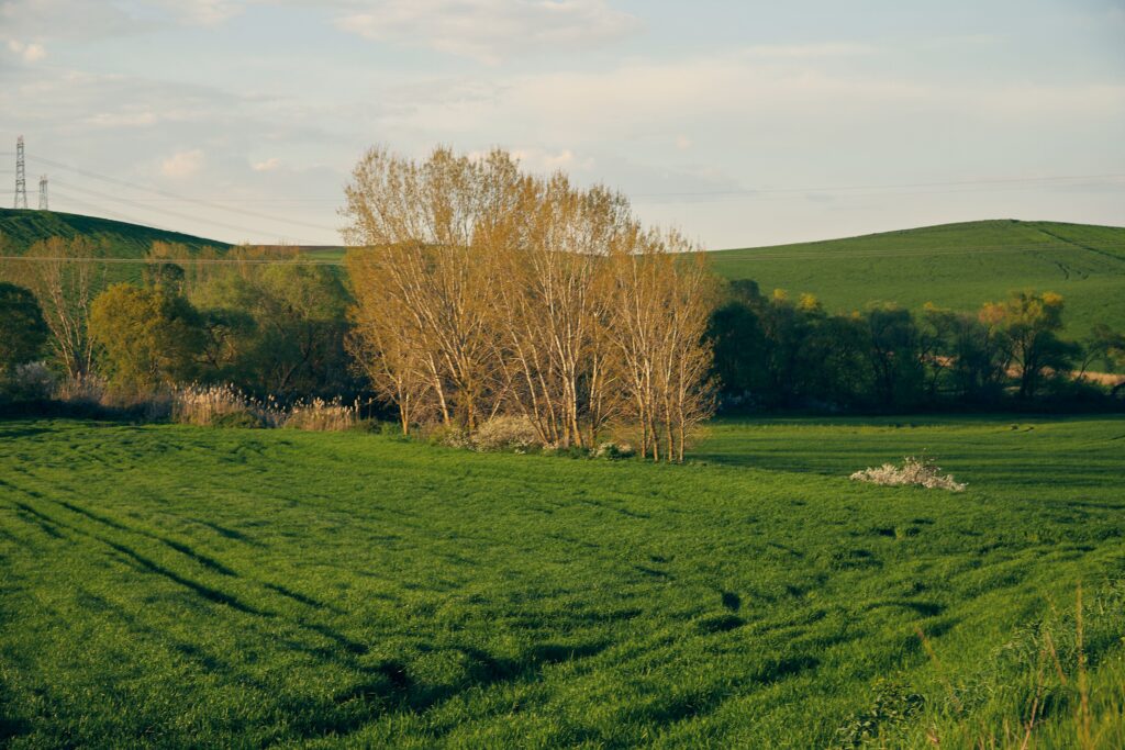 Vibrant spring scene of lush green fields and trees under a blue sky.