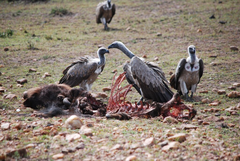 Group of vultures feeding on carrion in the wild grasslands of Kenya.