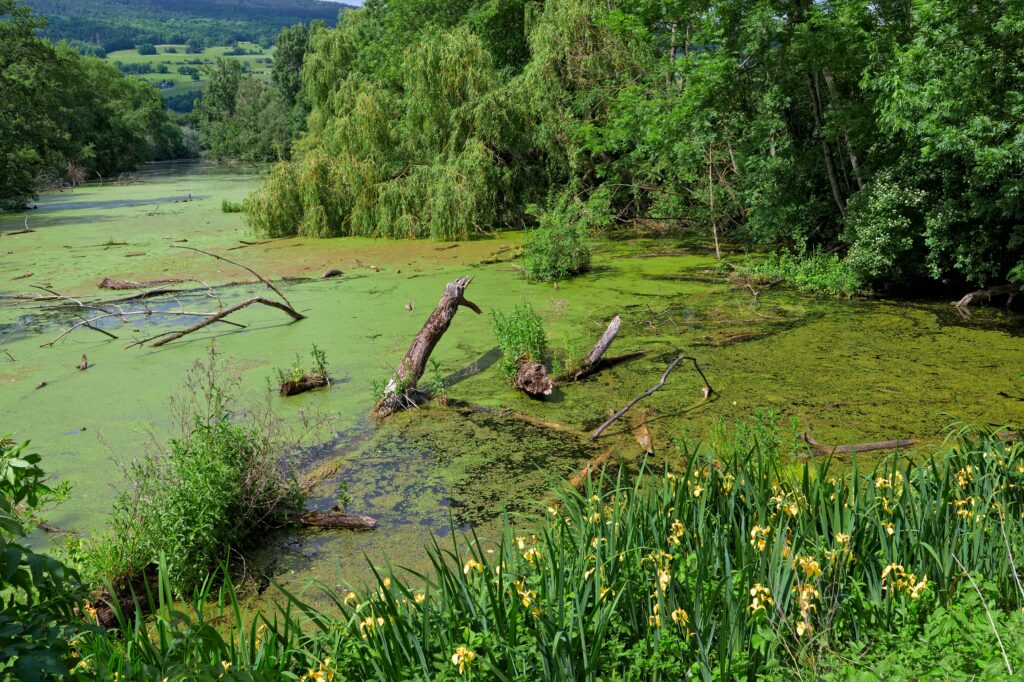 Peaceful swamp with algae-covered water and lush greenery in summer.