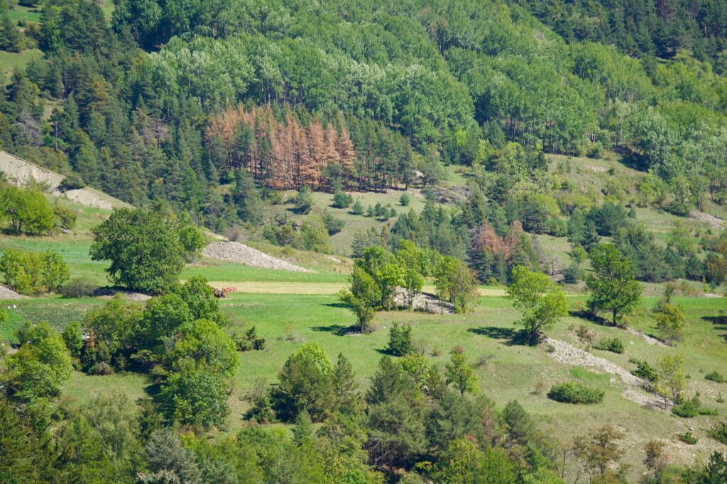 Vibrant aerial view of a lush green forest landscape in summer.