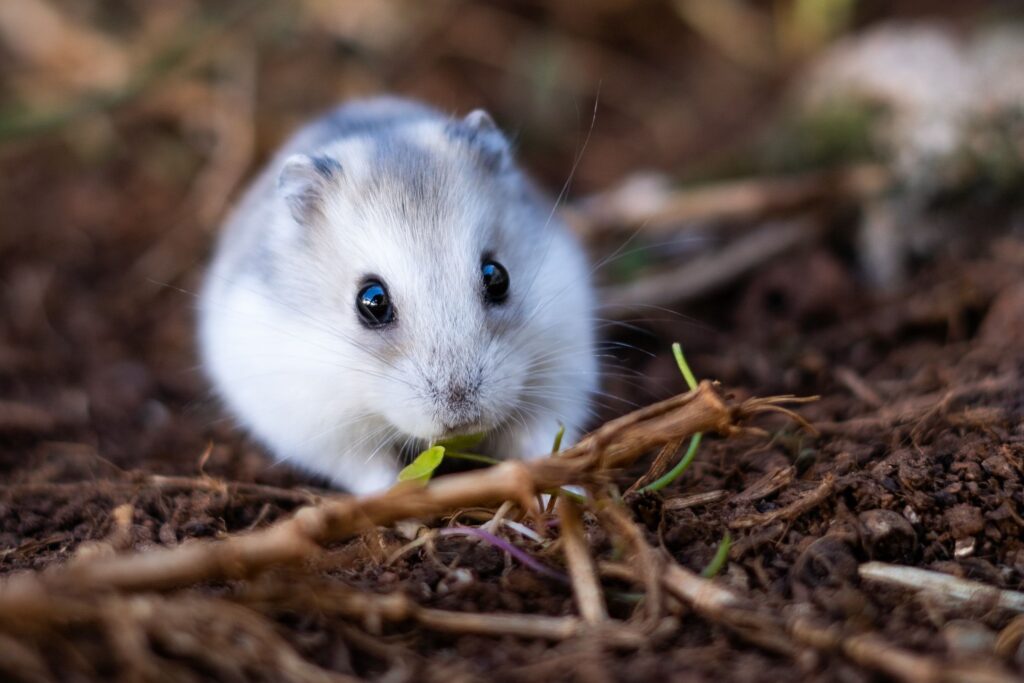 Cute dwarf hamster in the wild, exploring the soil, captured in a close-up shot.