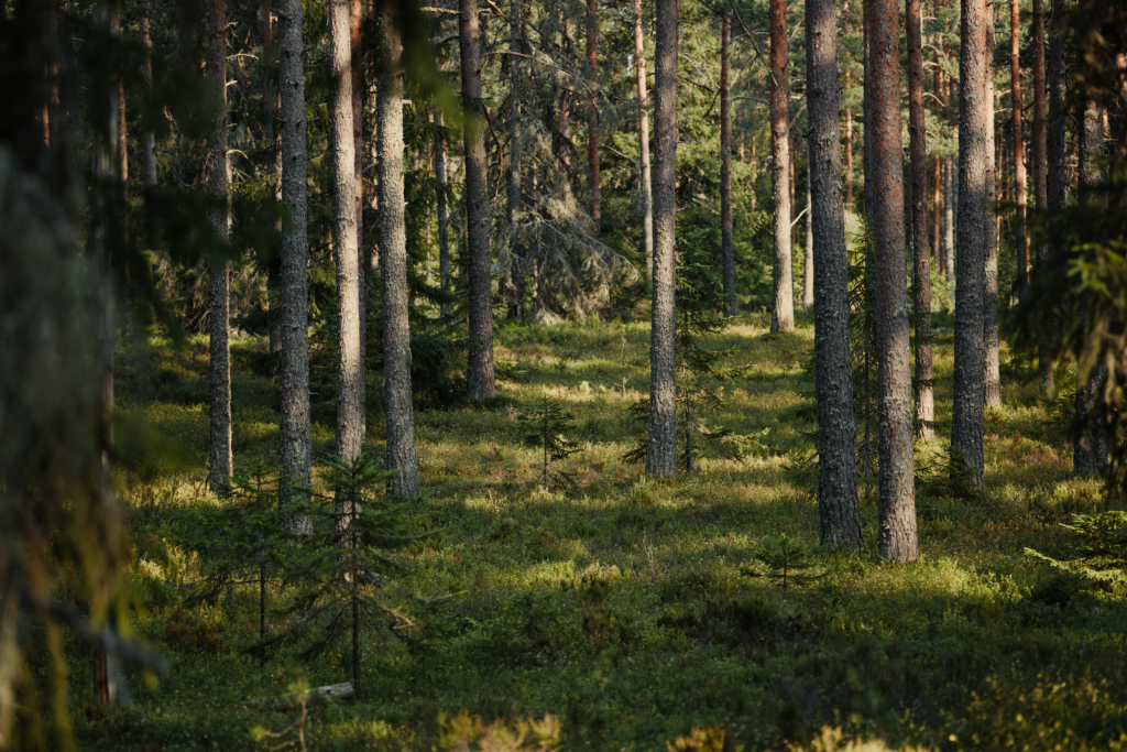 A serene view of tall coniferous trees in a sunlit, lush green forest environment.