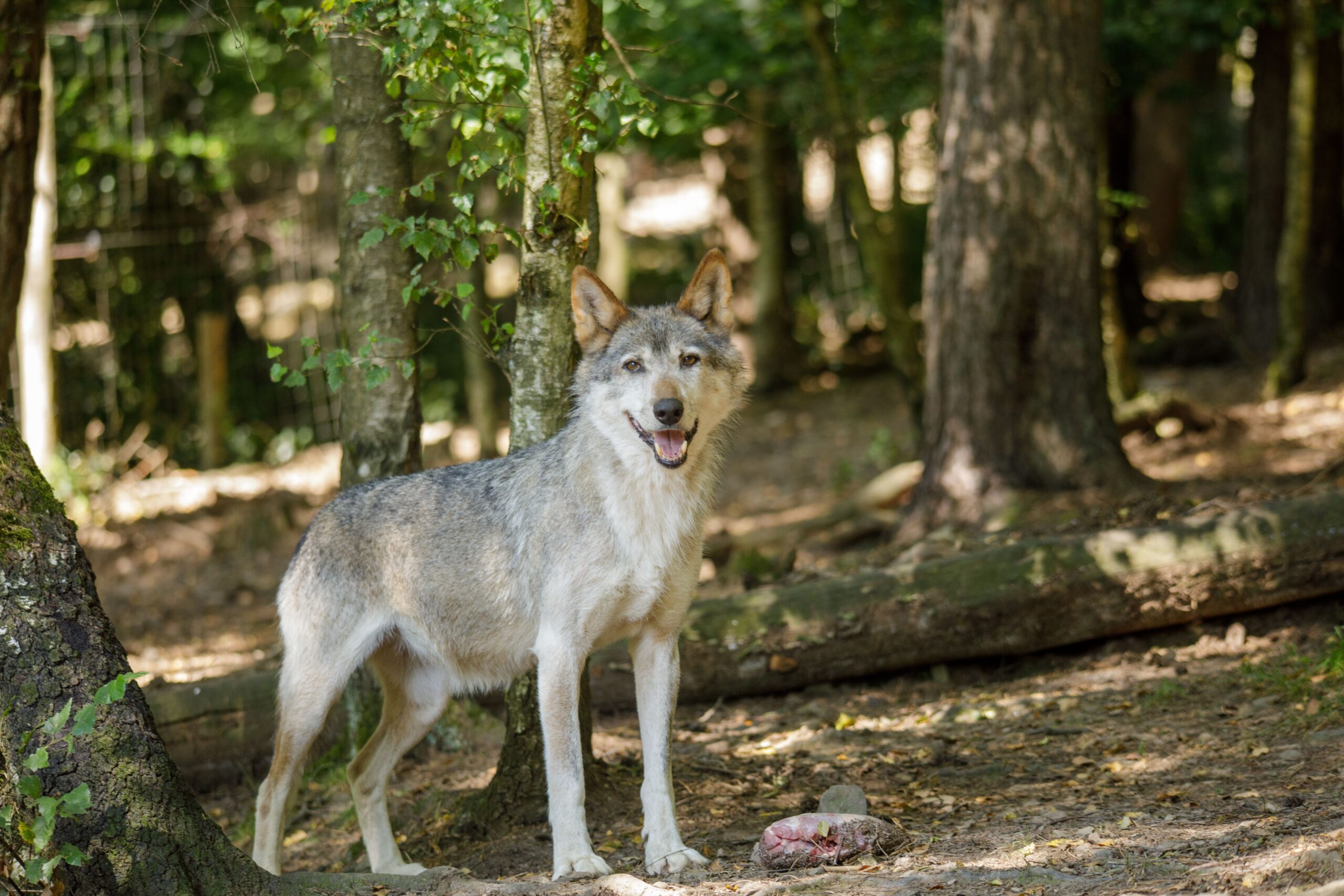 A majestic grey wolf standing in a sunlit forest in La Roche-en-Ardenne, Belgium.