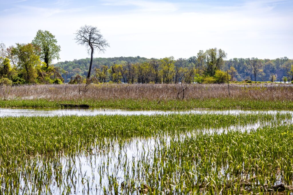 Lush wetlands with vibrant vegetation and a solitary tree under a clear sky in spring.