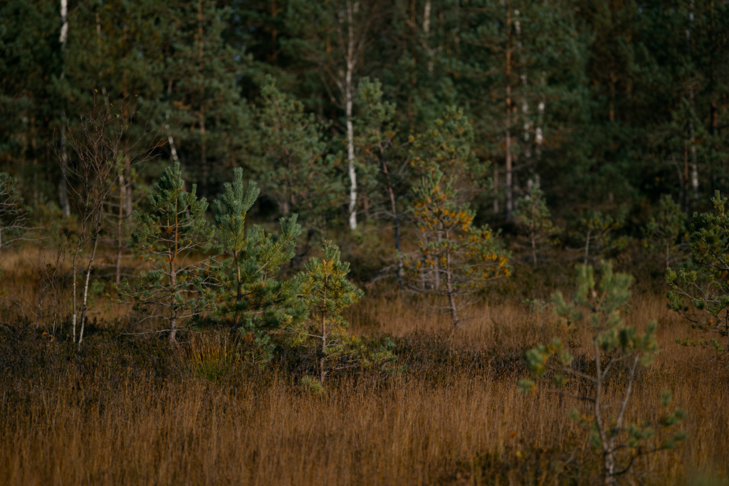 Tranquil bog scene featuring small pine trees and brown grasses in autumn.