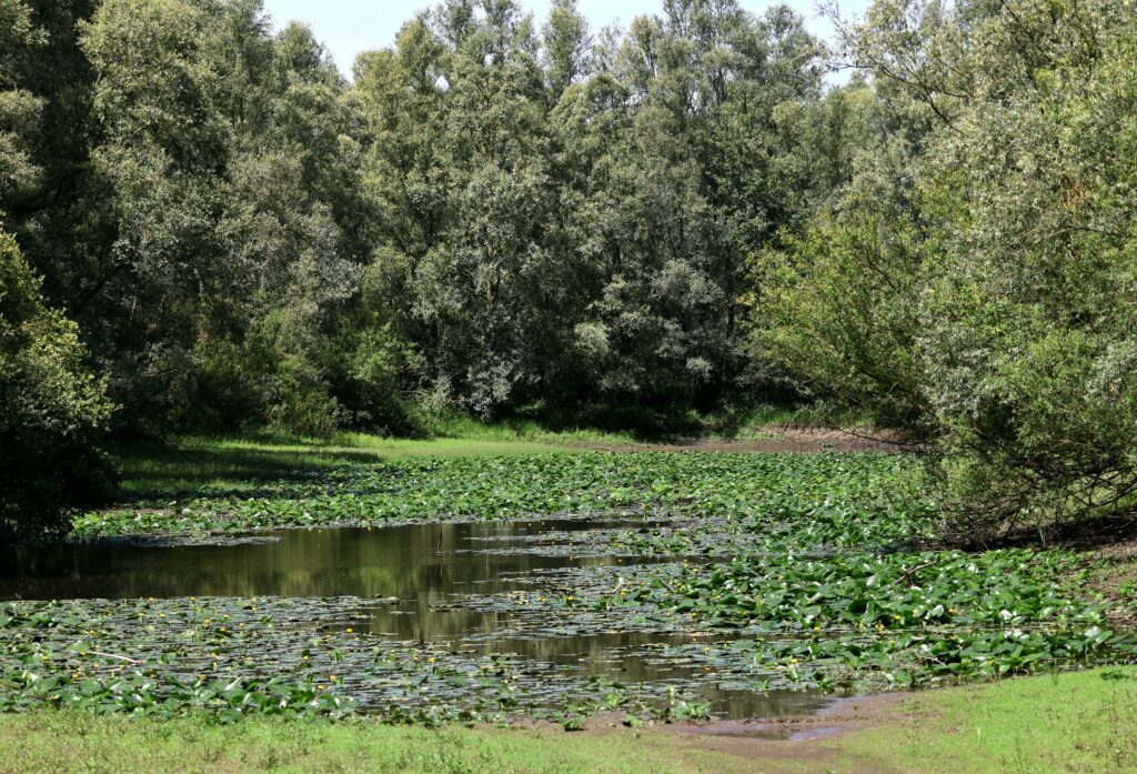 A tranquil forest pond covered with lily pads under a clear sky in a summer setting.