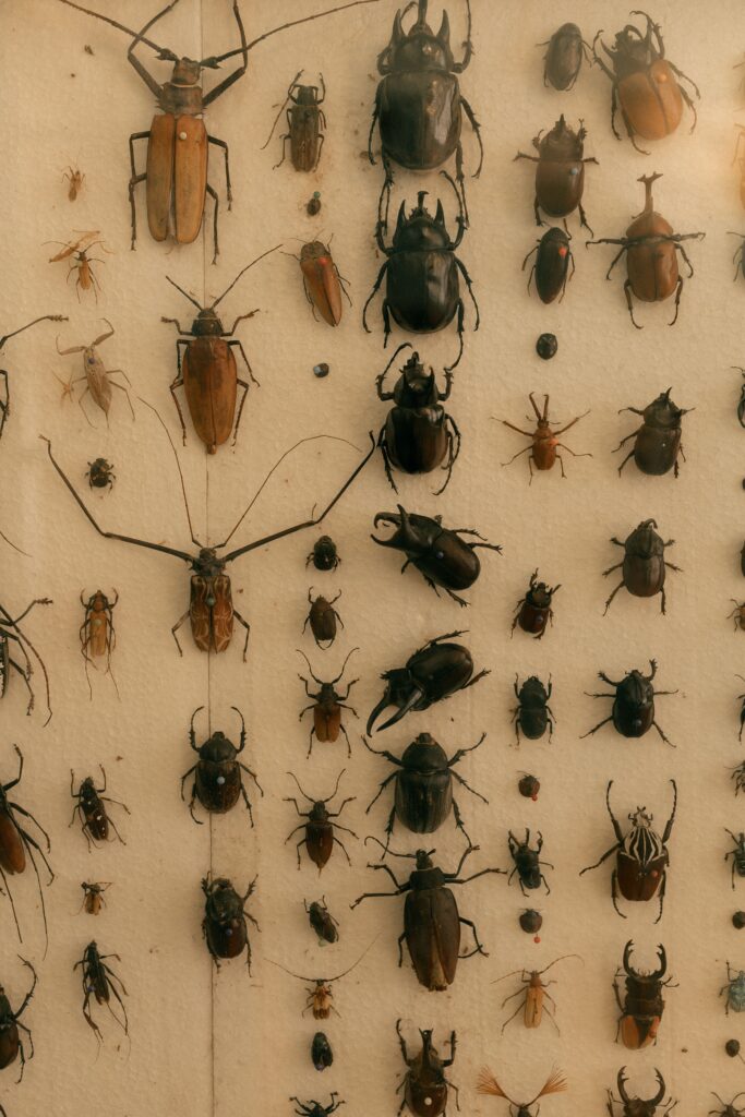 Assorted insects pinned in rows, showcasing biodiversity and entomology study.