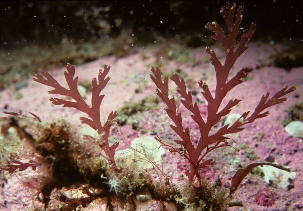 Close-up of red algae, Odonthalia dentata, underwater on a marine ecosystem backdrop.
