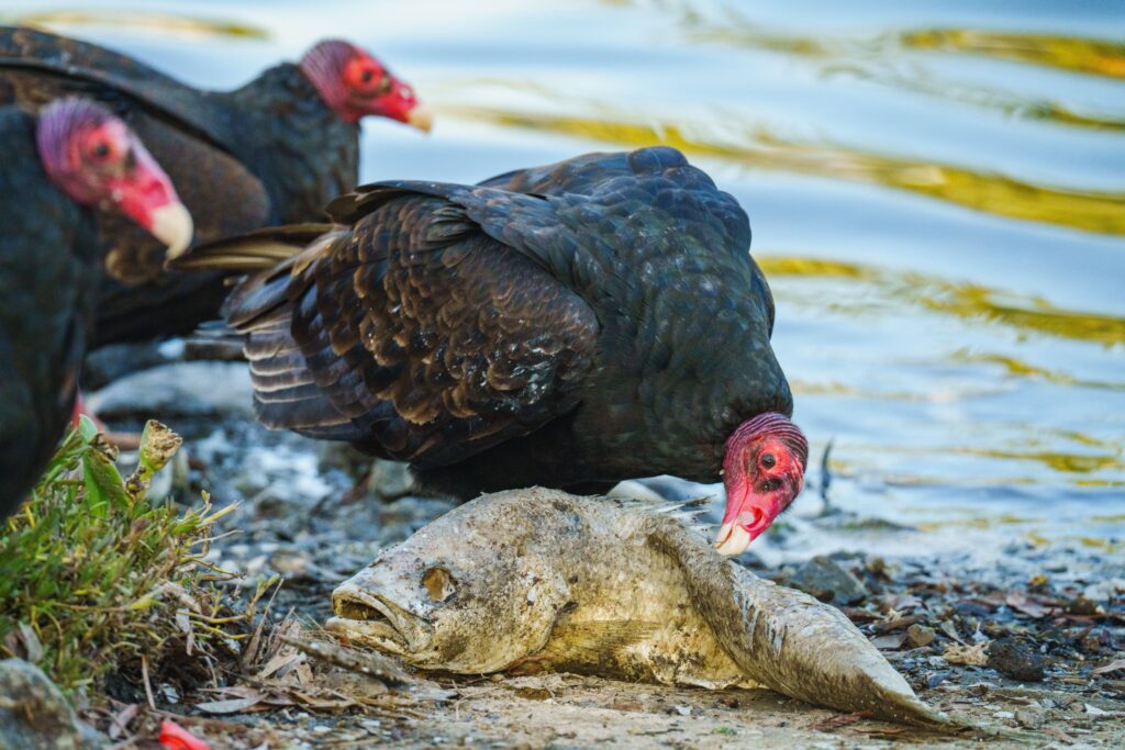 A group of turkey vultures feeding on a fish carcass by the water