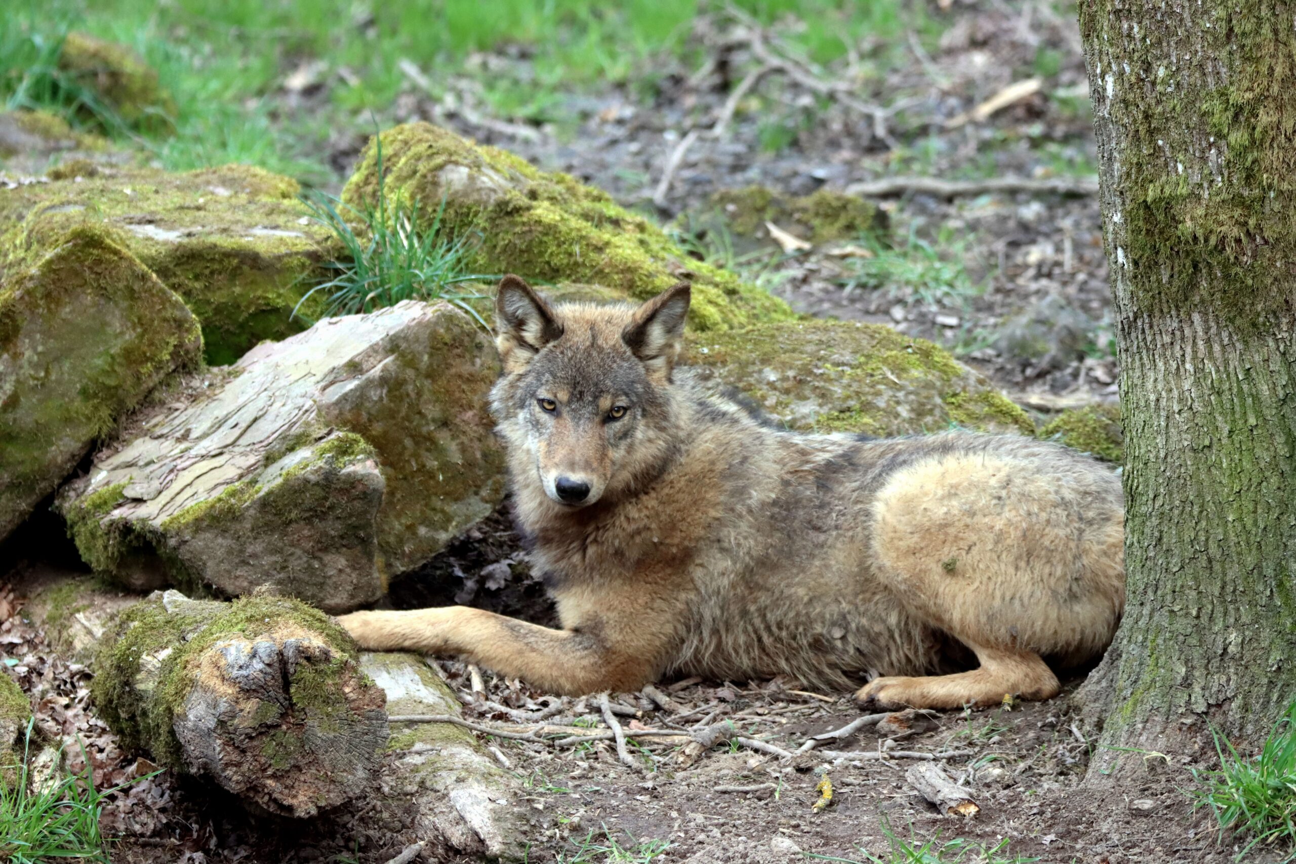 A lone wolf lounging by a moss-covered rock in a serene forest setting.