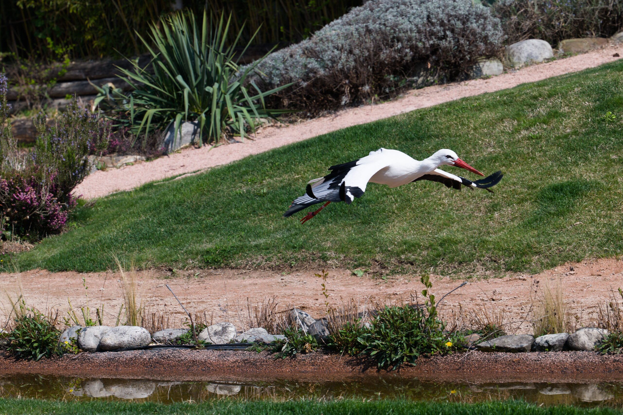 A white stork (Ciconia ciconia) captured mid-flight over a botanical garden pond in Switzerland.