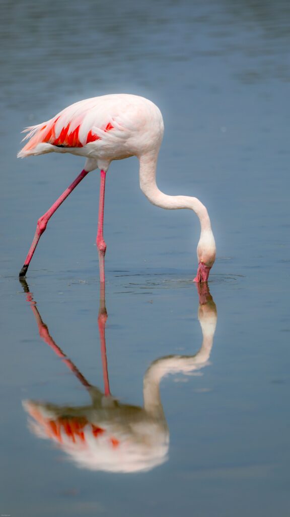 Elegant flamingo wading and reflecting in serene French waters.