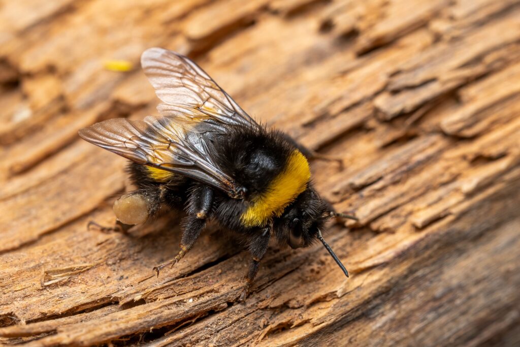 Close-up of a bumblebee (Bombus terrestris) on rough wooden surface, showcasing details of its wings and body.