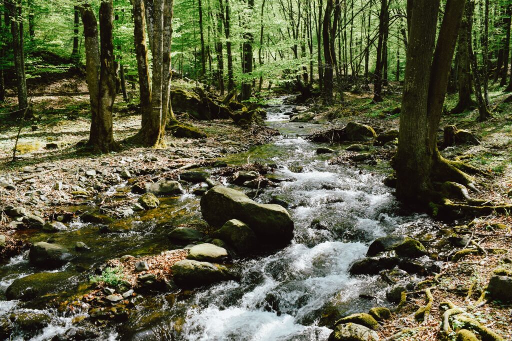 Tranquil forest stream flowing over mossy rocks surrounded by lush trees.