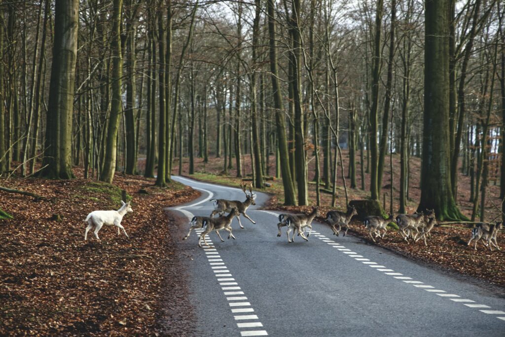 A herd of deer crossing a winding road in a dense Danish forest during autumn.