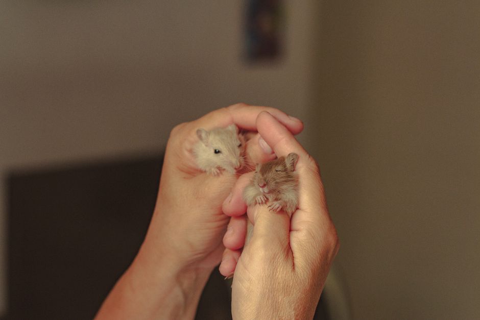 Crop unrecognizable person holding cute innocent hamster pups in hands against blurred background at home