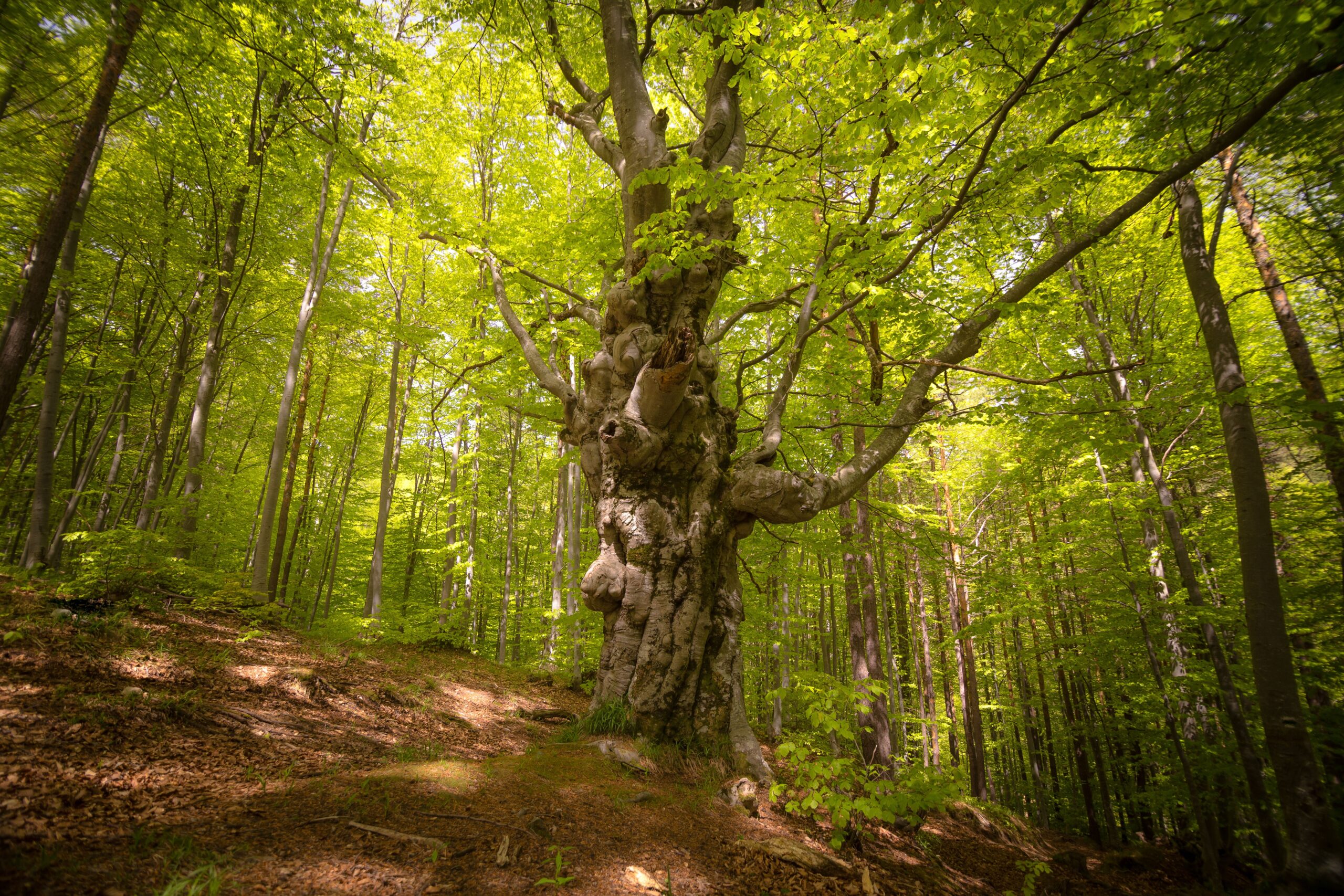 An ancient tree bathed in sunlight stands majestically in a lush green forest.