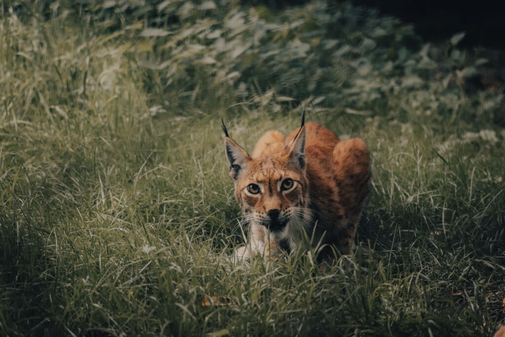 Curious wild lynx with red fur sitting among green grass and observing environment while hunting in nature in daytime