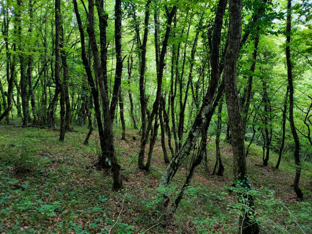 Tranquil forest landscape featuring tall trees and vibrant green foliage.