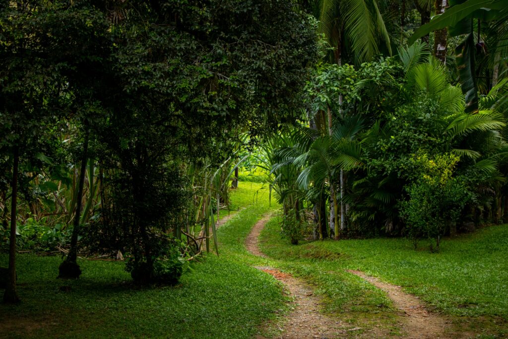 A serene pathway winding through a lush tropical forest with vibrant green foliage.