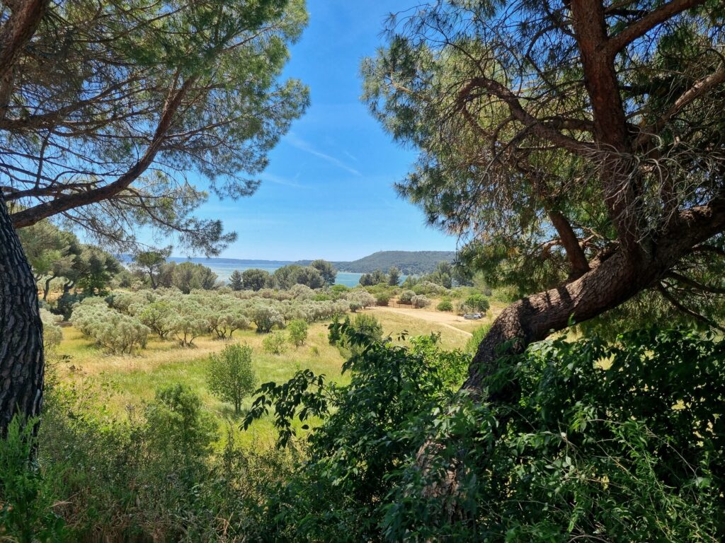 A beautiful summer view of lush greenery and trees in Arles, France, with distant hills and a clear blue sky.